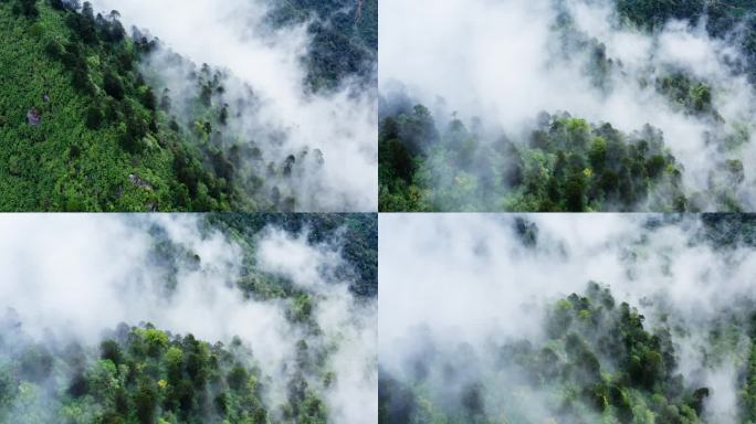 雨雾缭绕的绿色森林