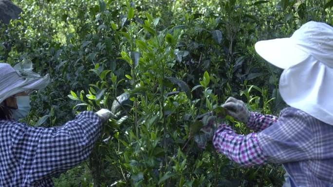 茶农采茶  茶农 采茶  茶芽 茶尖