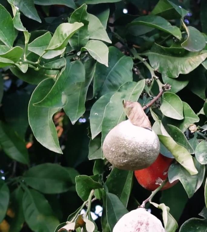 腐烂的橘子树显示出霉菌的影响。柑橘真菌生长的农业意义研究。检查管理柑橘树霉菌以获得最佳收成的方法