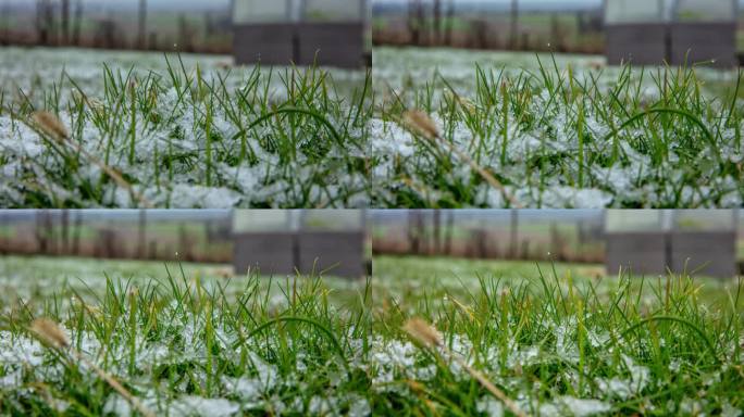 时间流逝的雪在草地上融化