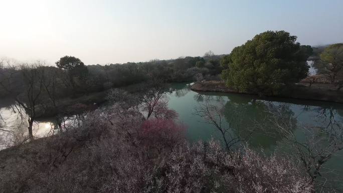 4K FPV穿越机杭州西溪湿地梅花素材