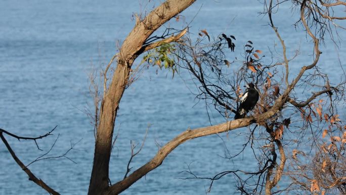 一只鸟坐在树枝上的静态视图，背景是平静的大海。
