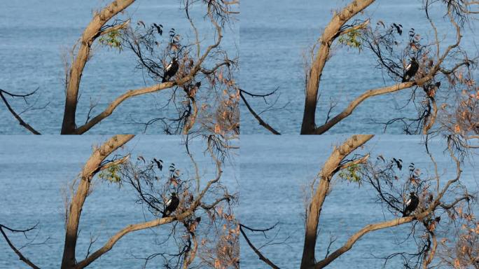 一只鸟坐在树枝上的静态视图，背景是平静的大海。