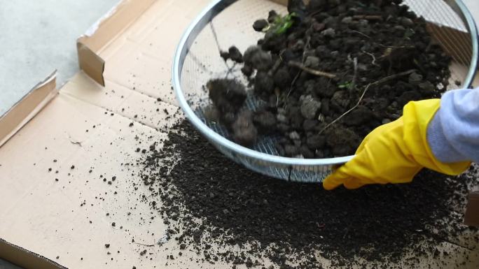 盆栽蔬菜 铁筛 筛土 去杂质 晒后的土壤