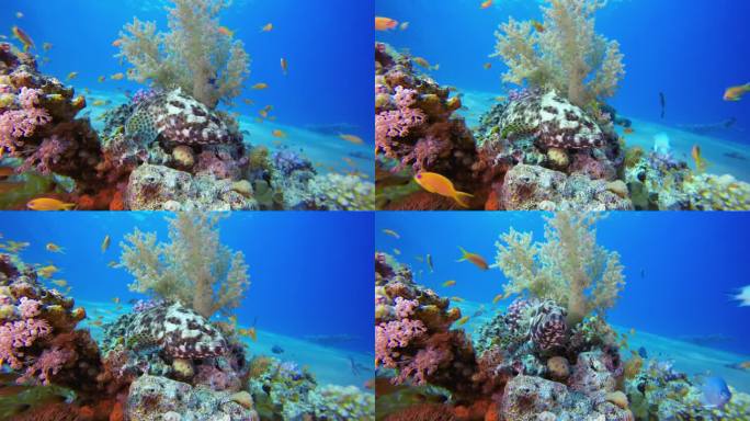 水下蓝海珊瑚鱼