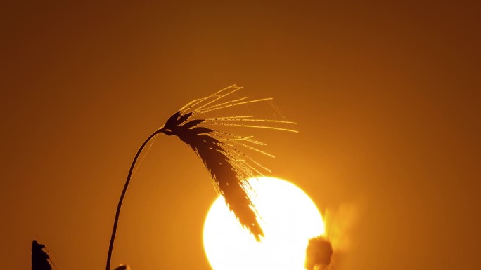 太阳升起在金色的麦穗上。