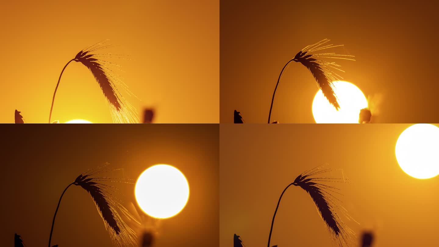 太阳升起在金色的麦穗上。