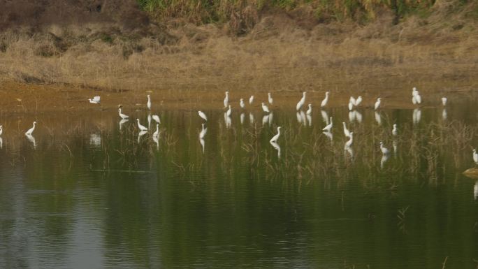 湿地鸟类白鹭鸟群栖息地