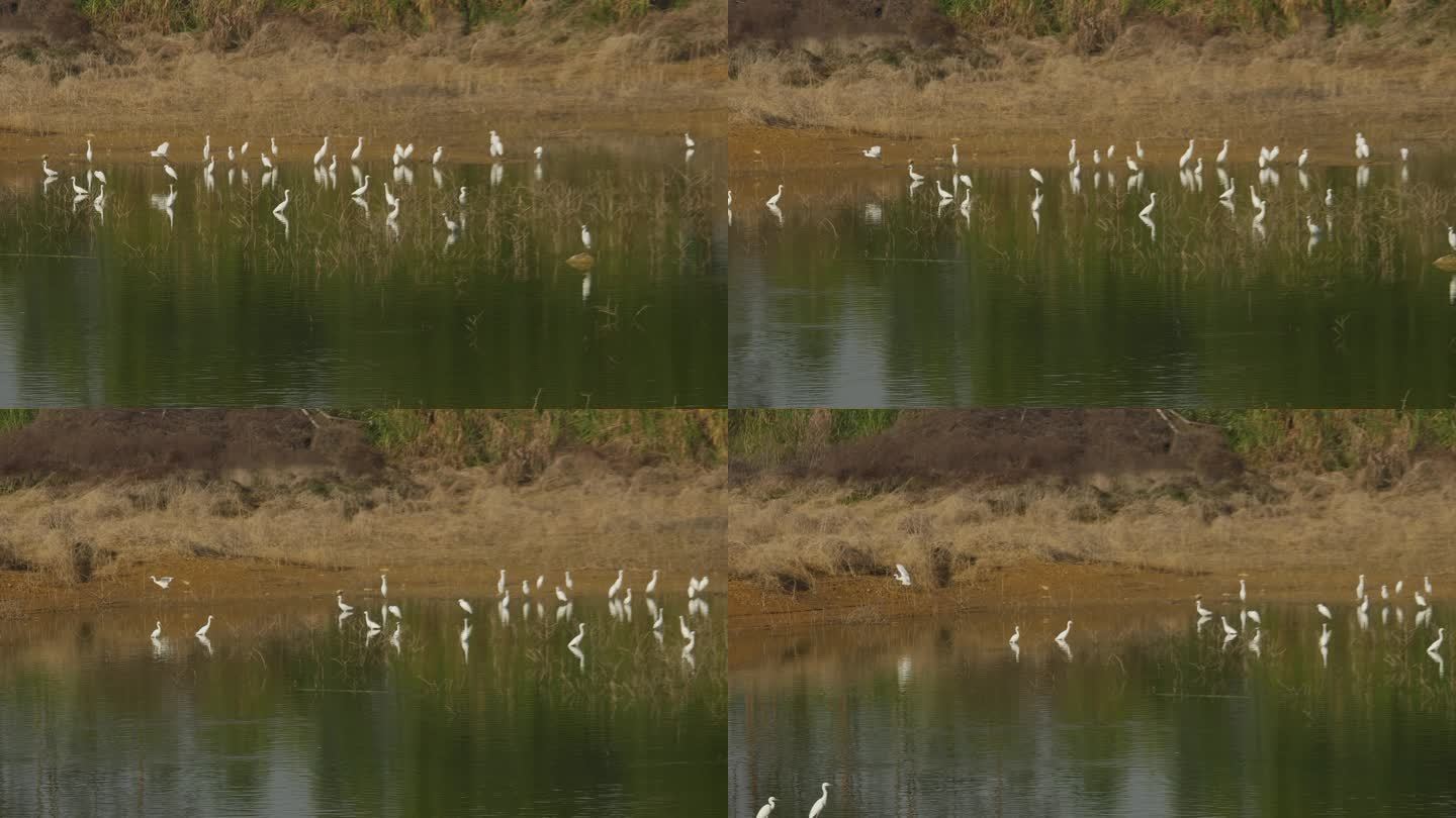 湿地鸟类白鹭鸟群栖息地