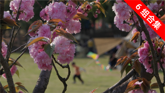 春天樱花盛开 公园游客踏青 帐篷露营