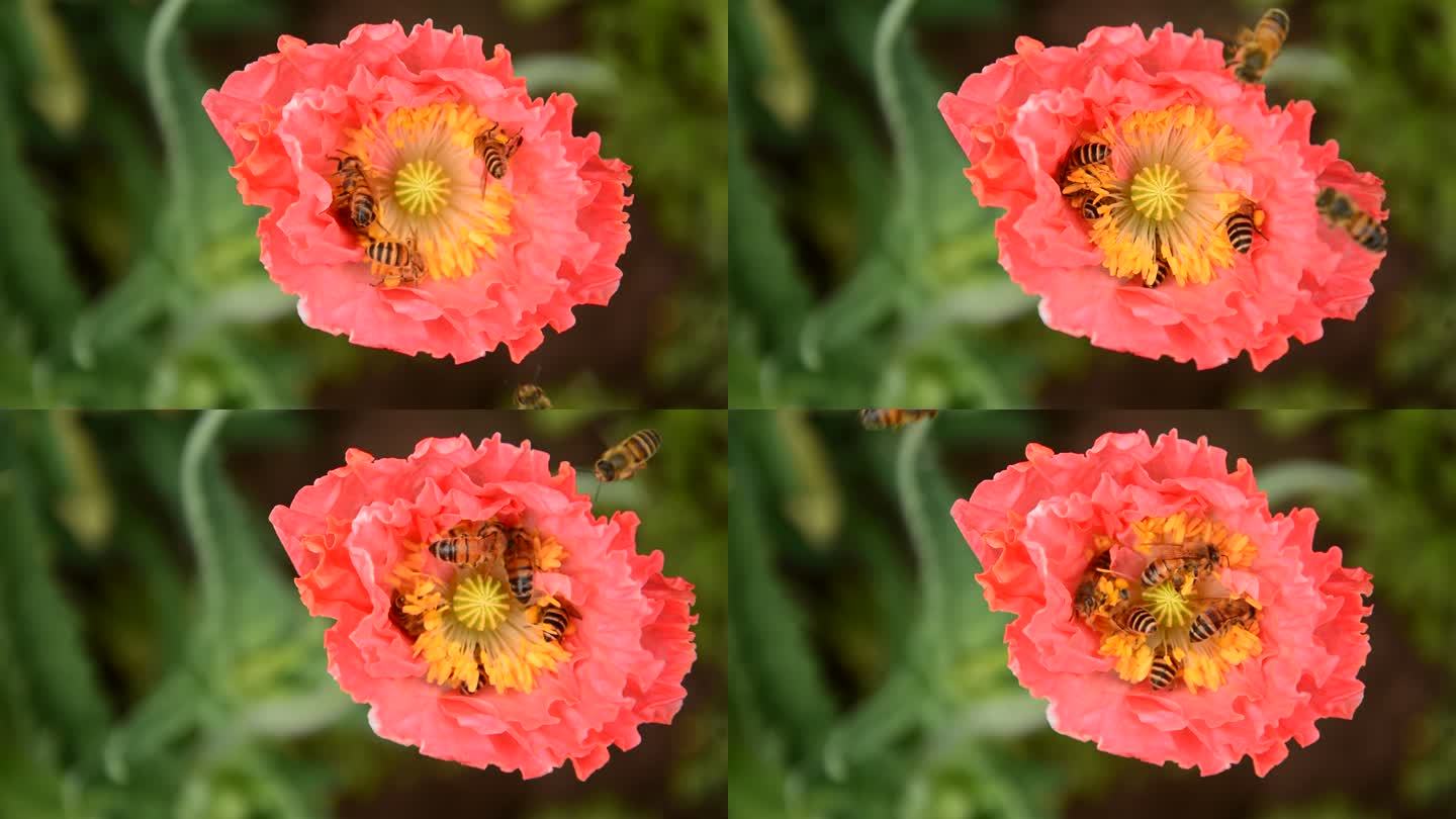 花园的花，蜜蜂采蜜