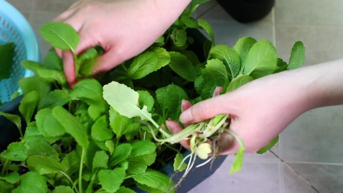 阳台种菜 盆栽蔬菜 小青菜 小白菜 采收