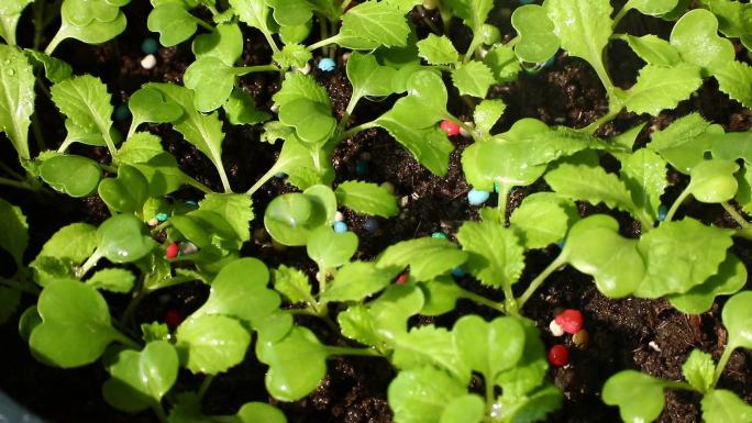 盆栽蔬菜 小青菜苗 追颗粒肥 浇水 喷水