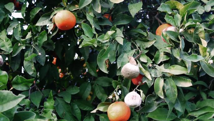 腐烂的橘子树显示出霉菌的影响。柑橘真菌生长的农业意义研究。检查管理柑橘树霉菌以获得最佳收成的方法