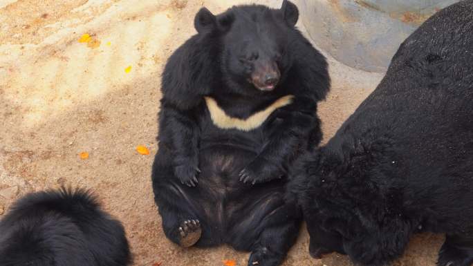 动物园黑熊躺在地上仰头张望
