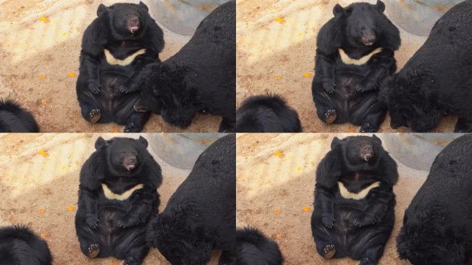 动物园黑熊躺在地上仰头张望