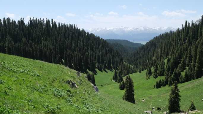 新疆喀拉峻茂盛的原始云杉森林美景