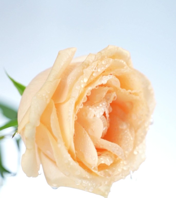 香槟玫瑰鲜花有水滴落意境广告