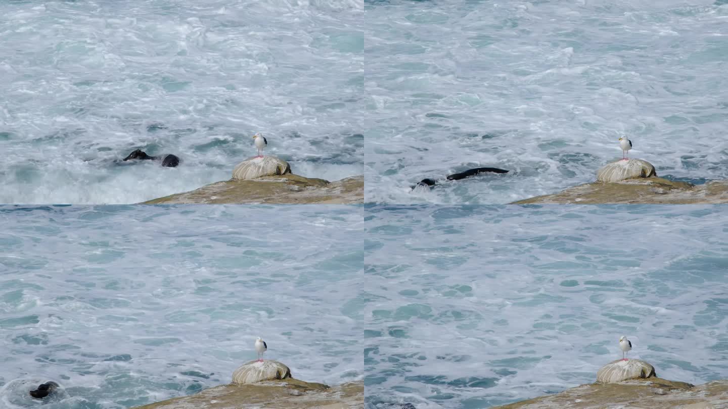 一只海鸥，拉霍亚湾，圣地亚哥