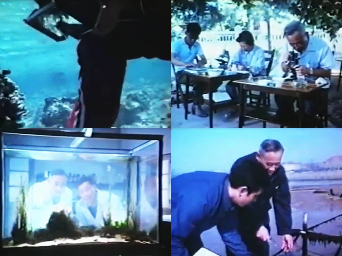 80年代初 中国科学家 海洋植物研究