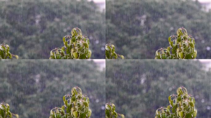 冰雨冻雨慢镜头