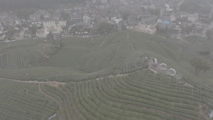 杭州 西湖 龙井 茶田 转塘