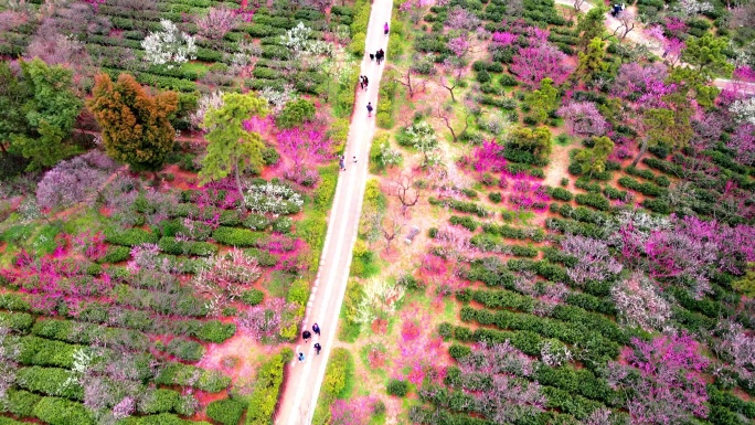 4K南京明孝陵景区石象路梅花山人流航拍