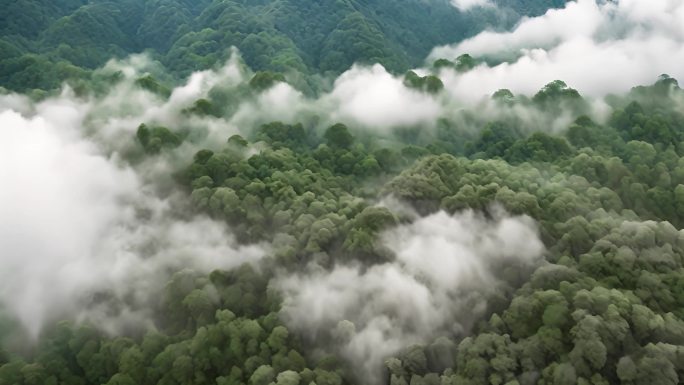4K航拍春天热带雨林云雾树林