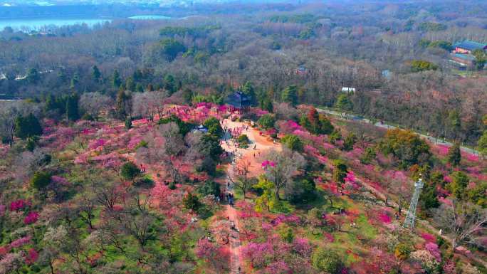 4K南京明孝陵景区石象路梅花山观梅轩航拍