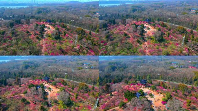 4K南京明孝陵景区石象路梅花山观梅轩航拍