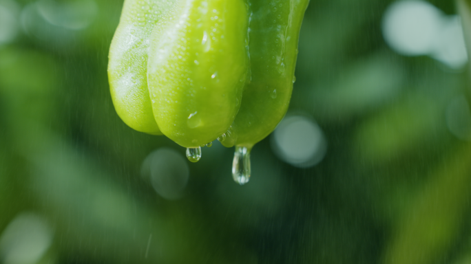 辣椒滴水新鲜辣椒 辣椒种植基地 绿色农业