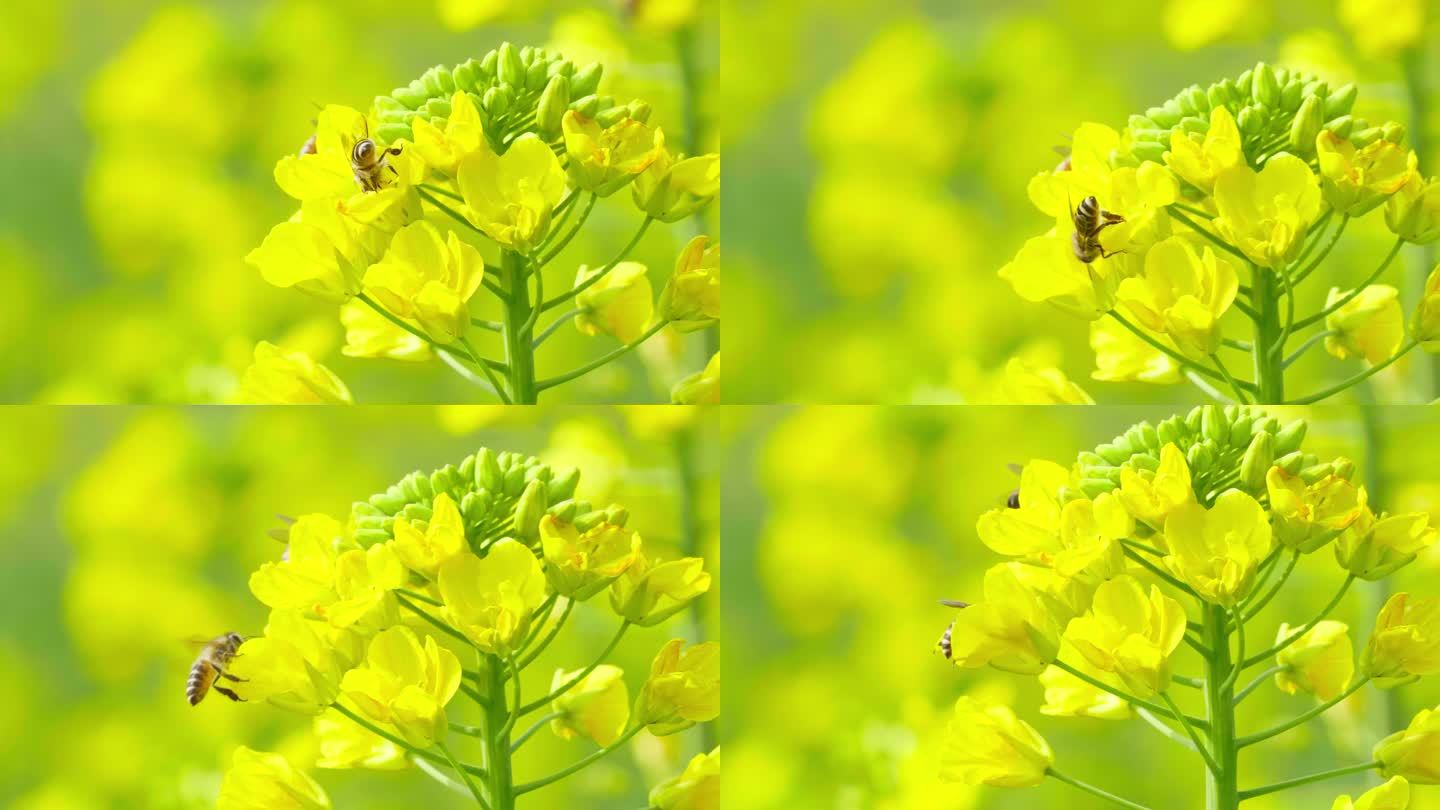 春天油菜花上采蜜授粉的蜜蜂飞行慢镜头