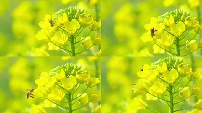 春天油菜花上采蜜授粉的蜜蜂飞行慢镜头