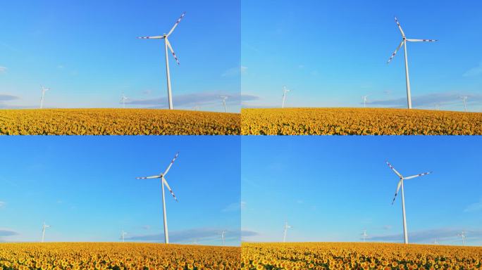空中向日葵和可再生能源:庄严的风力涡轮机矗立在向日葵的田野中，宁静的无人机镜头