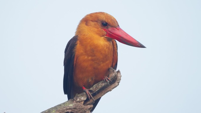 印度孙德尔本斯红树林中的褐翅翠鸟