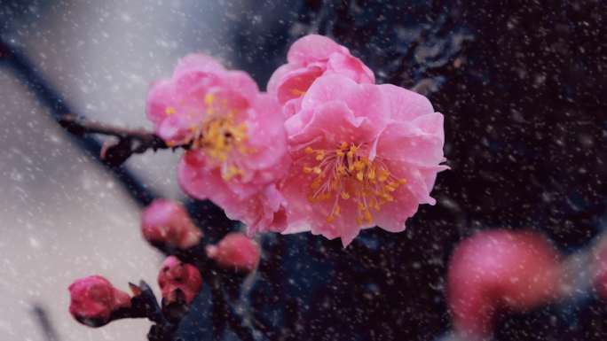 梅花雪