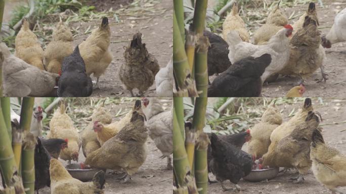 农村土鸡吃食
