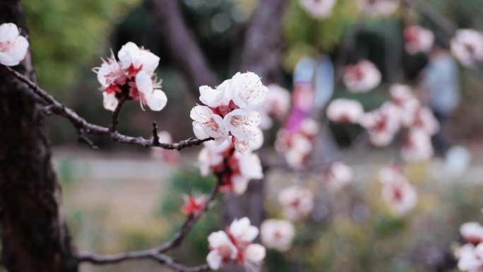 梅花，春暖花开