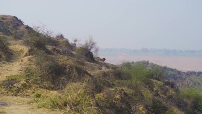 水牛在印度中央邦拉贾斯坦邦莫雷纳多尔普尔比哈德半干旱的沼泽景观的昌巴尔河谷吃草