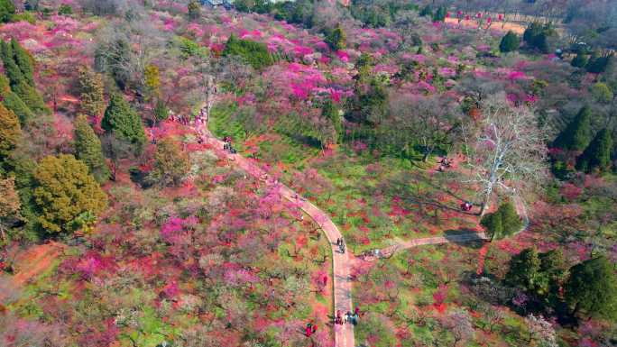 4K南京明孝陵景区梅花山观梅轩大景航拍