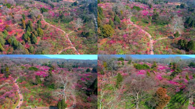 4K南京明孝陵景区梅花山观梅轩大景航拍