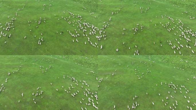 绿草地白羊群