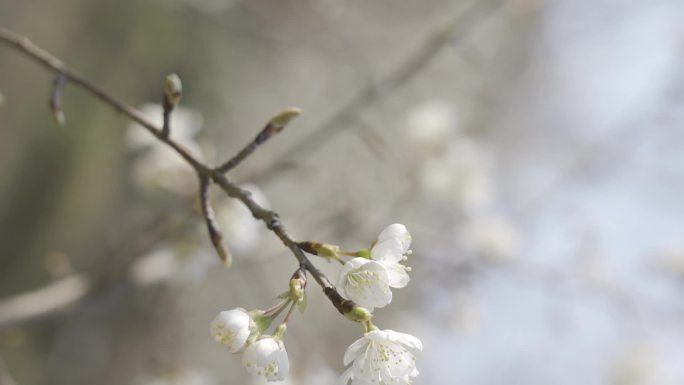 樱桃花