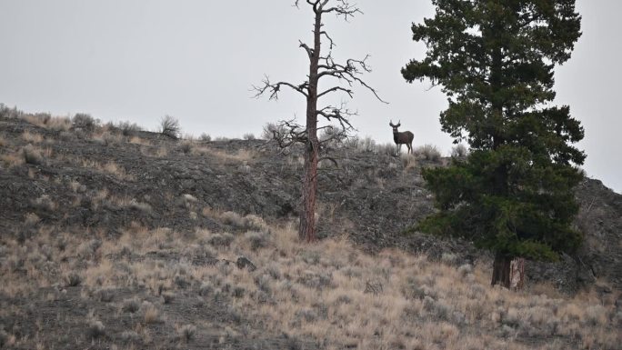 时光的一刻:在森林湖见证鹿的优雅