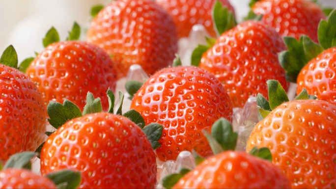 稀有白草莓红草莓大棚劳动摘草莓无土栽培