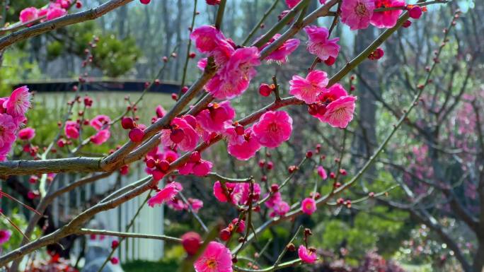 4K高清南京梅花山朱砂梅花树盛开运镜