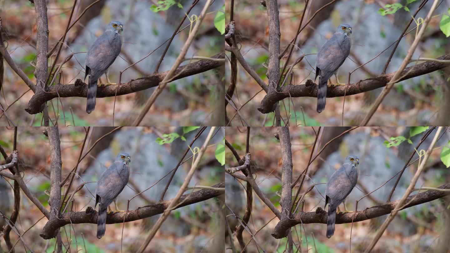 从它的背部看，当镜头变焦时，因为它面朝右，这是泰国的凤头苍鹰
