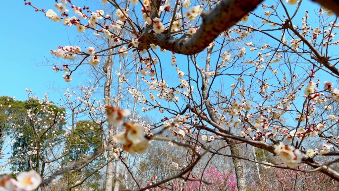 4K高清南京梅花山白梅树盛开运镜