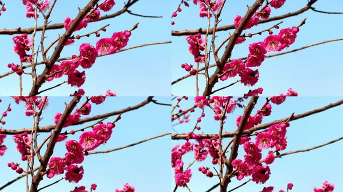 4K高清南京梅花山朱砂梅花树盛开运镜