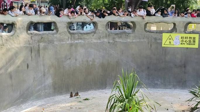 猴子 围观 动物园 猴山 灵长类